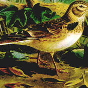 Calandra Lark